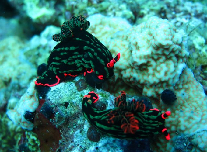 Wallpaper Nudibranch, Deep sea corals, Alona beach, Panglao, Philippines, Coral, marine life, diving, sea, underwater, tourism, World&1417412438